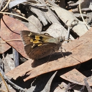 Trapezites phigalia at Carwoola, NSW - 31 Oct 2023