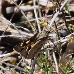 Trapezites phigalia at Carwoola, NSW - 31 Oct 2023