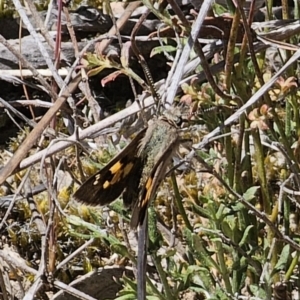 Trapezites phigalia at Carwoola, NSW - 31 Oct 2023