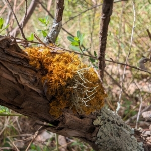 Teloschistes sp. (genus) at Booth, ACT - 27 Oct 2023