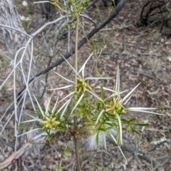 Clematis leptophylla (Small-leaf Clematis, Old Man's Beard) at Booth, ACT - 27 Oct 2023 by drbb