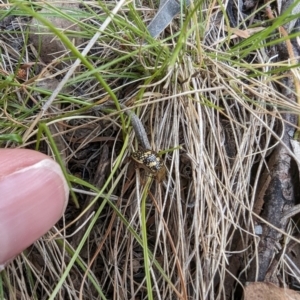 Paropsis pictipennis at Booth, ACT - 27 Oct 2023