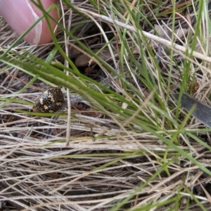 Paropsis pictipennis at Booth, ACT - 27 Oct 2023