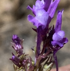 Linaria pelisseriana at Denman Prospect, ACT - 31 Oct 2023