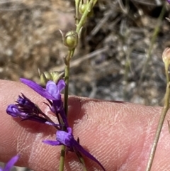 Linaria pelisseriana at Denman Prospect, ACT - 31 Oct 2023 11:14 AM