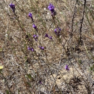 Linaria pelisseriana at Denman Prospect, ACT - 31 Oct 2023