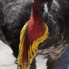 Alectura lathami (Australian Brush-turkey) at Ormiston, QLD - 31 Oct 2023 by PJH123