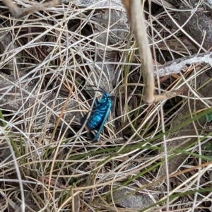 Pollanisus (genus) at Booth, ACT - 27 Oct 2023