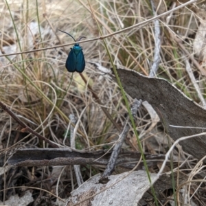 Pollanisus (genus) at Booth, ACT - 27 Oct 2023 04:40 PM