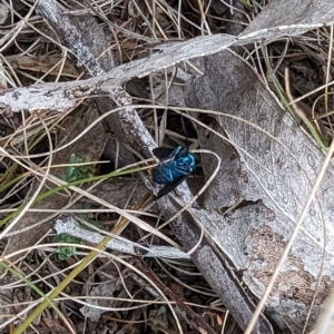 Pollanisus (genus) at Booth, ACT - 27 Oct 2023 04:40 PM