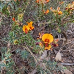 Pultenaea procumbens (Bush Pea) at Booth, ACT - 27 Oct 2023 by drbb