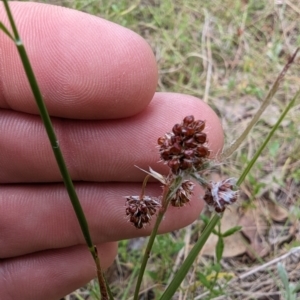 Luzula sp. at Booth, ACT - 27 Oct 2023