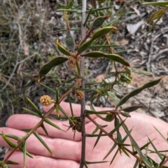 Acacia ulicifolia (Prickly Moses) at Booth, ACT - 27 Oct 2023 by drbb