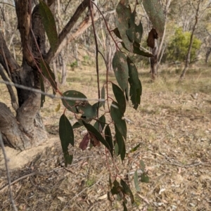 Eucalyptus dives at Booth, ACT - 27 Oct 2023