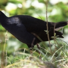 Porphyrio melanotus (Australasian Swamphen) at Ormiston, QLD - 31 Oct 2023 by PJH123