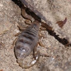 Urodacus manicatus (Black Rock Scorpion) at Melrose - 31 Oct 2023 by roman_soroka