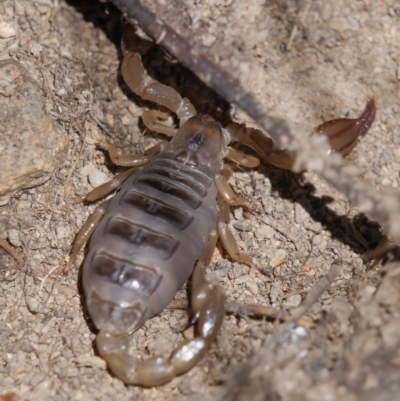 Urodacus manicatus (Black Rock Scorpion) at Tuggeranong, ACT - 31 Oct 2023 by RomanSoroka