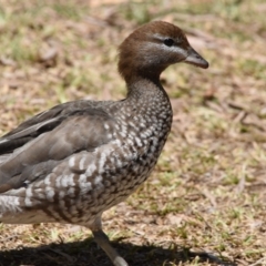 Chenonetta jubata (Australian Wood Duck) at Ormiston, QLD - 31 Oct 2023 by PJH123