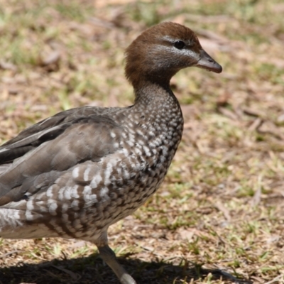 Chenonetta jubata (Australian Wood Duck) at Ormiston, QLD - 31 Oct 2023 by PJH123