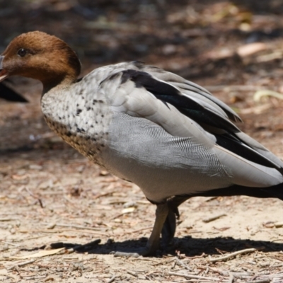 Chenonetta jubata (Australian Wood Duck) at Ormiston, QLD - 31 Oct 2023 by PJH123