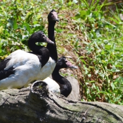 Anseranas semipalmata (Magpie Goose) at Ormiston, QLD - 31 Oct 2023 by PJH123