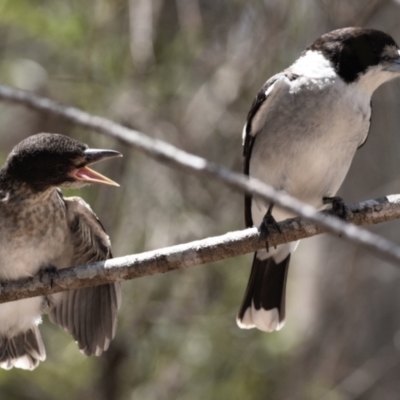 Cracticus torquatus (Grey Butcherbird) at Ormiston, QLD - 31 Oct 2023 by PJH123