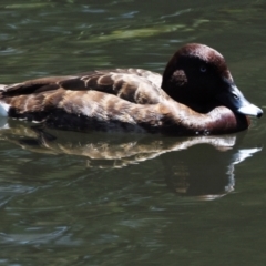 Aythya australis (Hardhead) at Ormiston, QLD - 31 Oct 2023 by PJH123