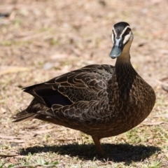 Anas superciliosa (Pacific Black Duck) at Ormiston, QLD - 31 Oct 2023 by PJH123