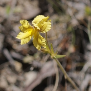 Velleia paradoxa at Tuggeranong, ACT - 31 Oct 2023