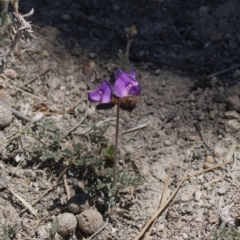 Swainsona sp. at Tuggeranong, ACT - 31 Oct 2023 by RomanSoroka