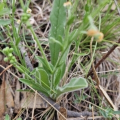 Hackelia suaveolens at Tuggeranong, ACT - 28 Oct 2023 08:15 AM