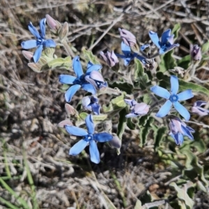 Oxypetalum coeruleum at Chapman, ACT - 31 Oct 2023