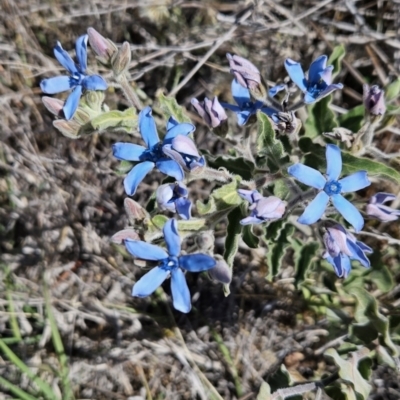 Oxypetalum coeruleum (Tweedia or Southern Star) at Chapman, ACT - 31 Oct 2023 by BethanyDunne