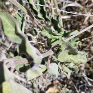 Oxypetalum coeruleum at Chapman, ACT - 31 Oct 2023