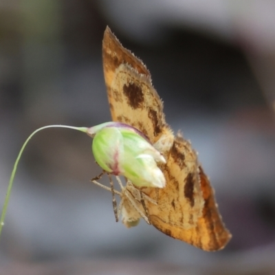 Unidentified Moth (Lepidoptera) at Chiltern, VIC - 28 Oct 2023 by KylieWaldon