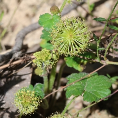 Hydrocotyle laxiflora (Stinking Pennywort) at Chiltern, VIC - 28 Oct 2023 by KylieWaldon