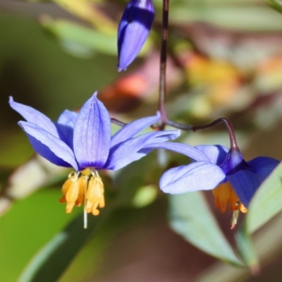 Stypandra glauca (Nodding Blue Lily) at Chiltern, VIC - 29 Oct 2023 by KylieWaldon