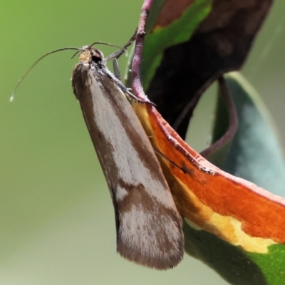 Philobota ellenella at Chiltern, VIC - 29 Oct 2023 by KylieWaldon