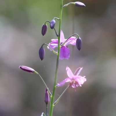 Arthropodium strictum (Chocolate Lily) at Chiltern, VIC - 29 Oct 2023 by KylieWaldon