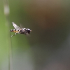 Unidentified Hover fly (Syrphidae) at Chiltern, VIC - 28 Oct 2023 by KylieWaldon