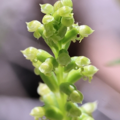 Microtis unifolia (Common Onion Orchid) at Chiltern, VIC - 28 Oct 2023 by KylieWaldon