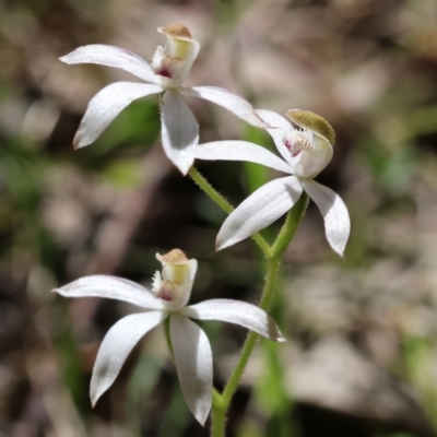 Caladenia moschata (Musky Caps) at Chiltern, VIC - 28 Oct 2023 by KylieWaldon