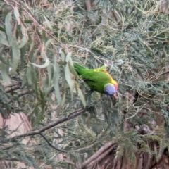 Trichoglossus moluccanus (Rainbow Lorikeet) at Eltham, VIC - 28 Oct 2023 by Darcy