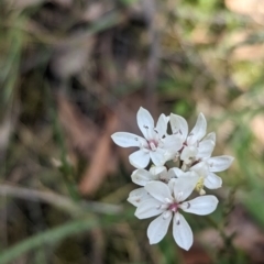 Burchardia umbellata (Milkmaids) at Yellingbo, VIC - 28 Oct 2023 by Darcy