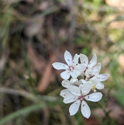 Burchardia umbellata (Milkmaids) at Yellingbo, VIC - 28 Oct 2023 by Darcy