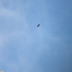 Aquila audax (Wedge-tailed Eagle) at Yellingbo, VIC - 28 Oct 2023 by Darcy