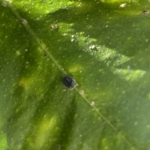 Coccinellidae (family) at Aranda, ACT - 31 Oct 2023