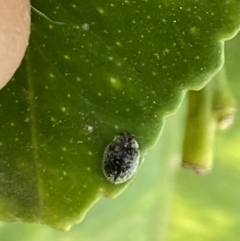 Coccinellidae (family) at Aranda, ACT - 31 Oct 2023