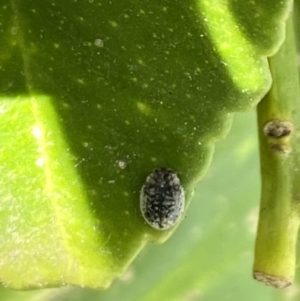 Coccinellidae (family) at Aranda, ACT - 31 Oct 2023