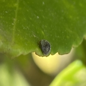 Coccinellidae (family) at Aranda, ACT - 31 Oct 2023